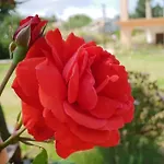 펜션 A Paradise In Sardinia. 5 Minutes From The Sea 시니스콜라